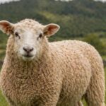Agneau